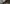 House spider