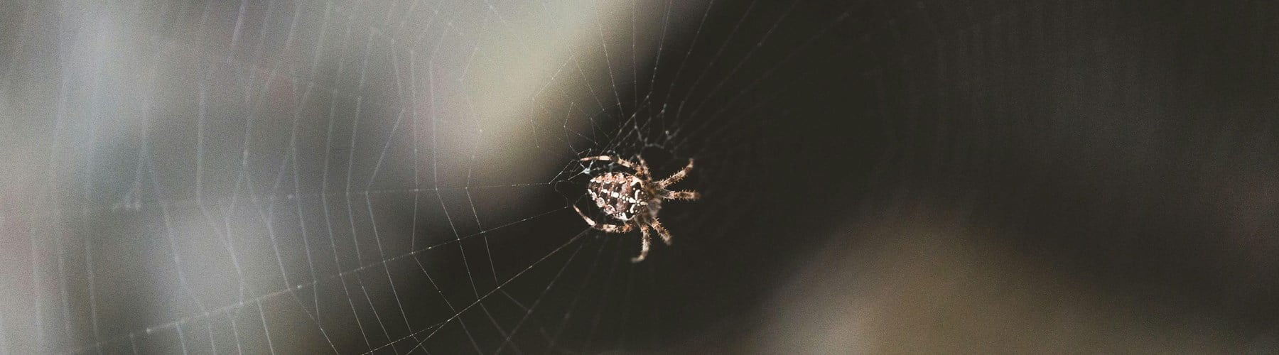 House spider