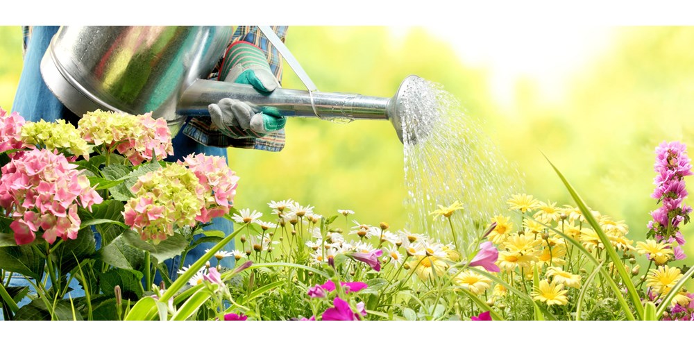 Silver watering can watering flowers in garden