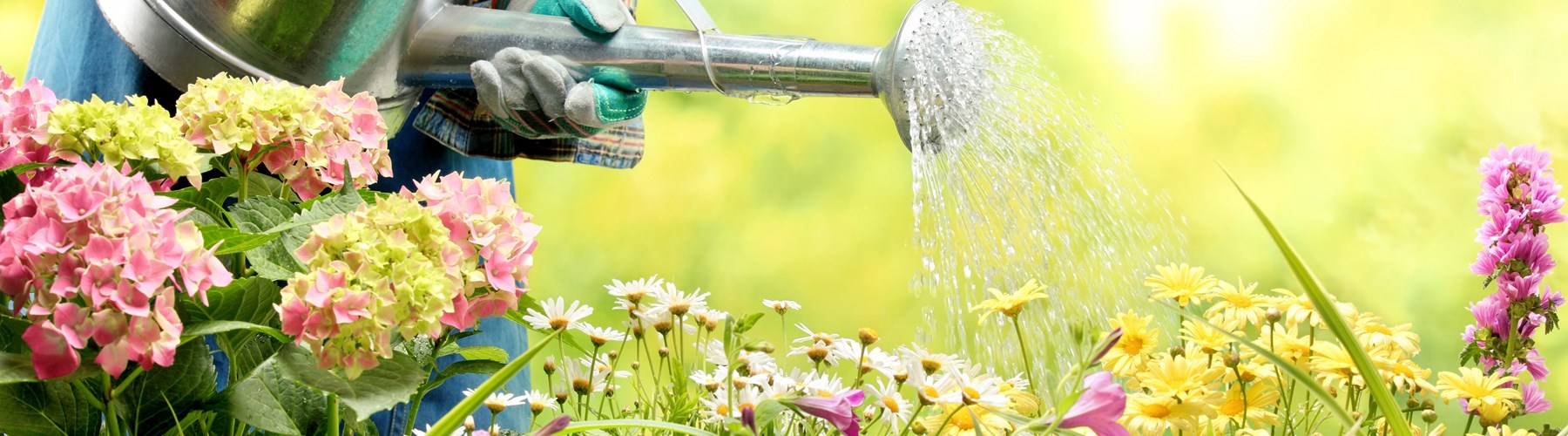 Silver watering can watering flowers in garden