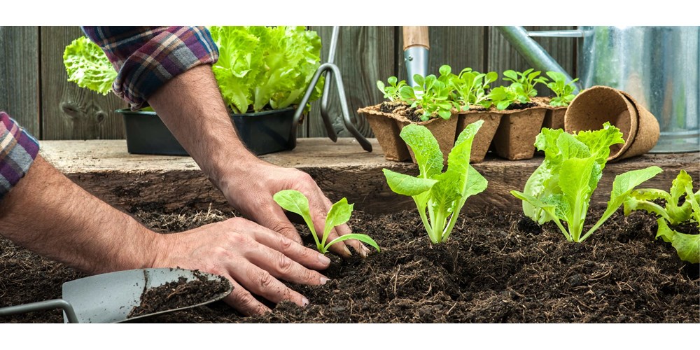 A man planting plants in soil