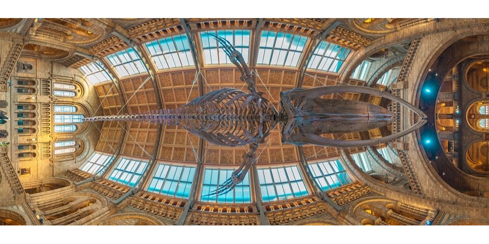 Blue whale skeleton at Natural History Museum 