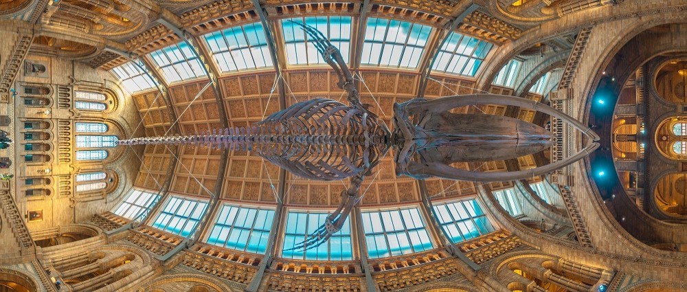 Blue whale skeleton at Natural History Museum 