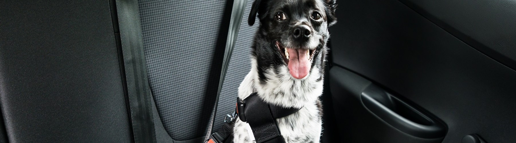 Dog wearing a seat belt in a car 