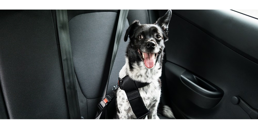 Dog wearing a seat belt in a car 