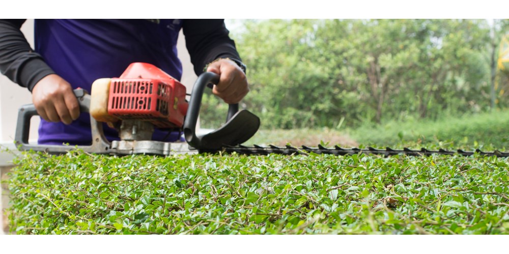 Man using trimmer to cut garden hedge 