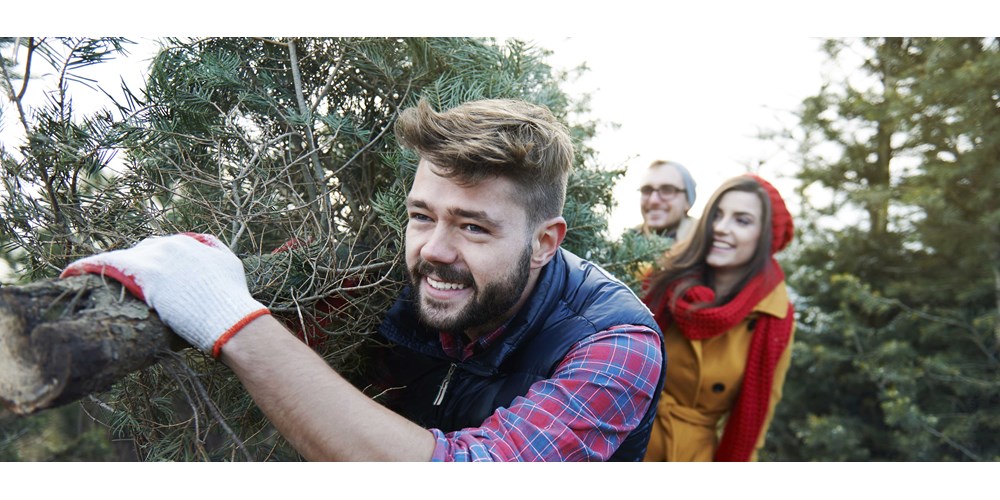 Real vs fake—which Christmas tree is better for the environment