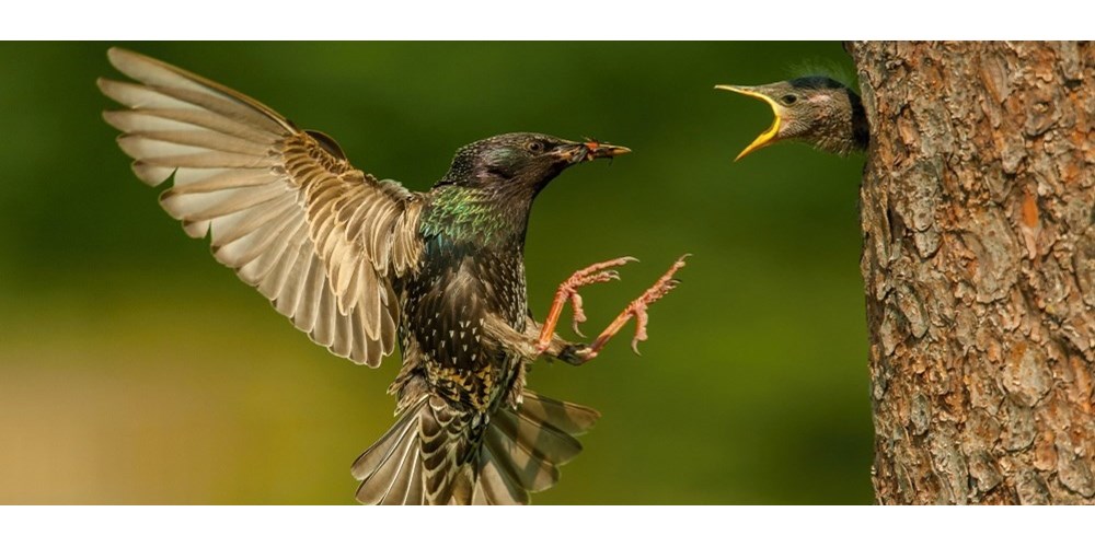 Starling feeding baby starling in tree