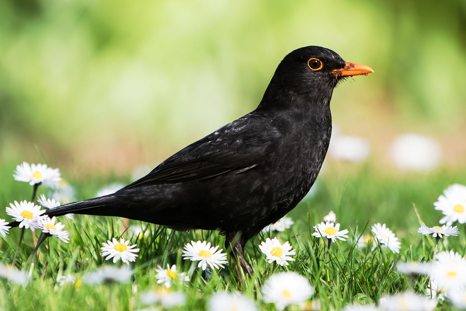Blackbird standing in a daisy field