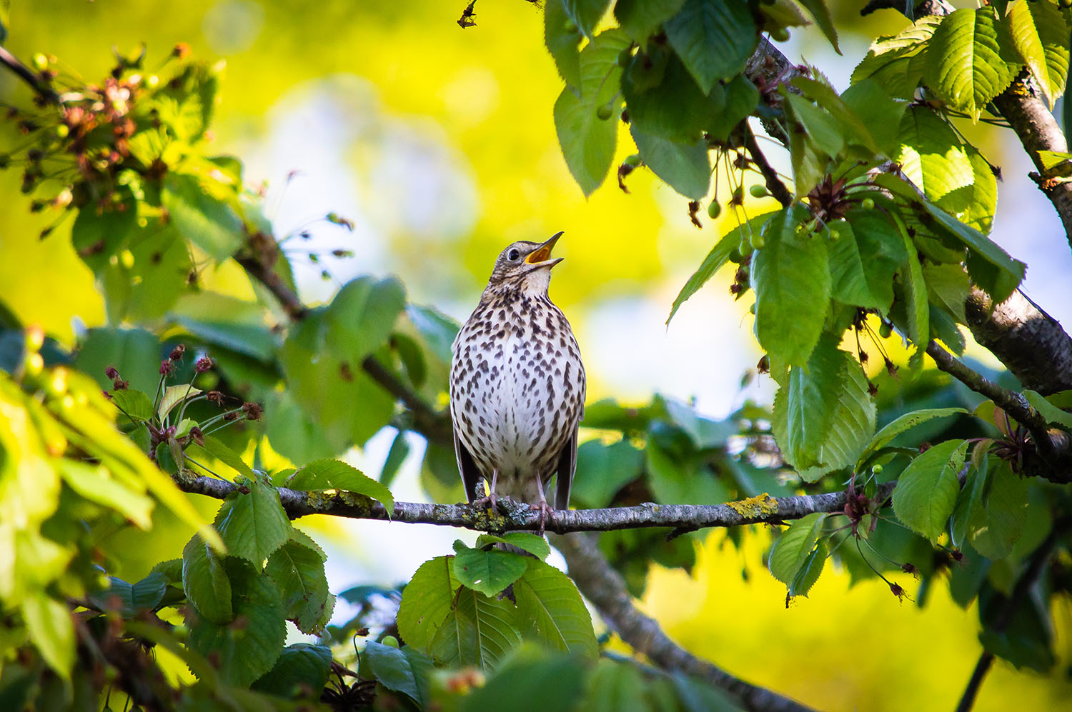 Song thrush singing in tree