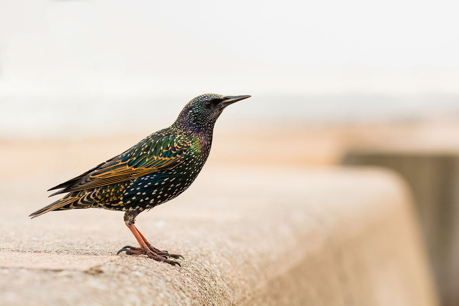 Starling perched on a wall