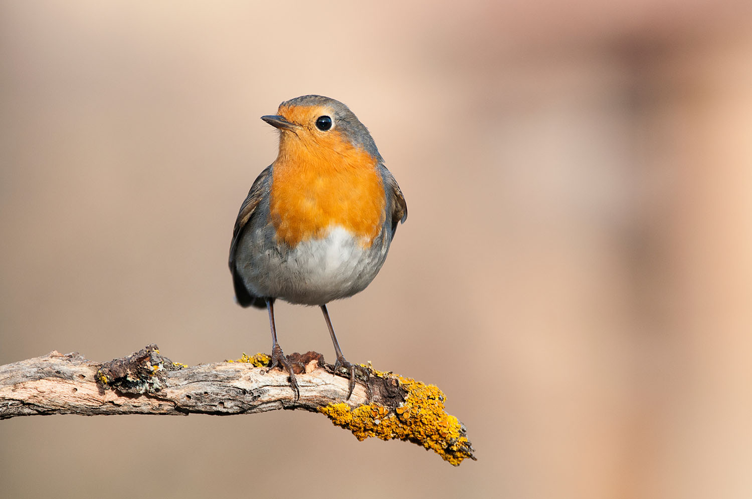 Robin sitting on a tree branch