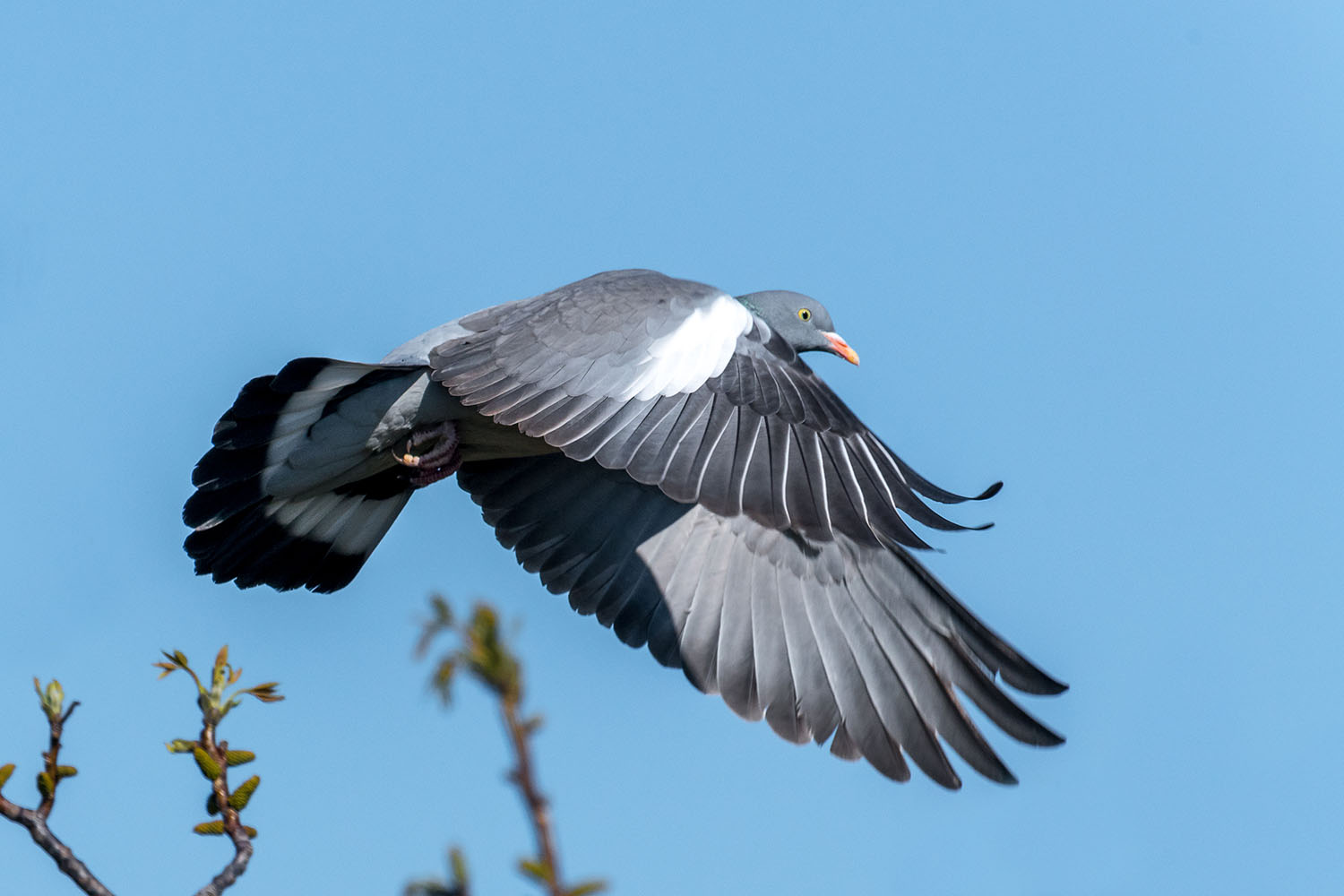Wood pigeon flying in blue sky