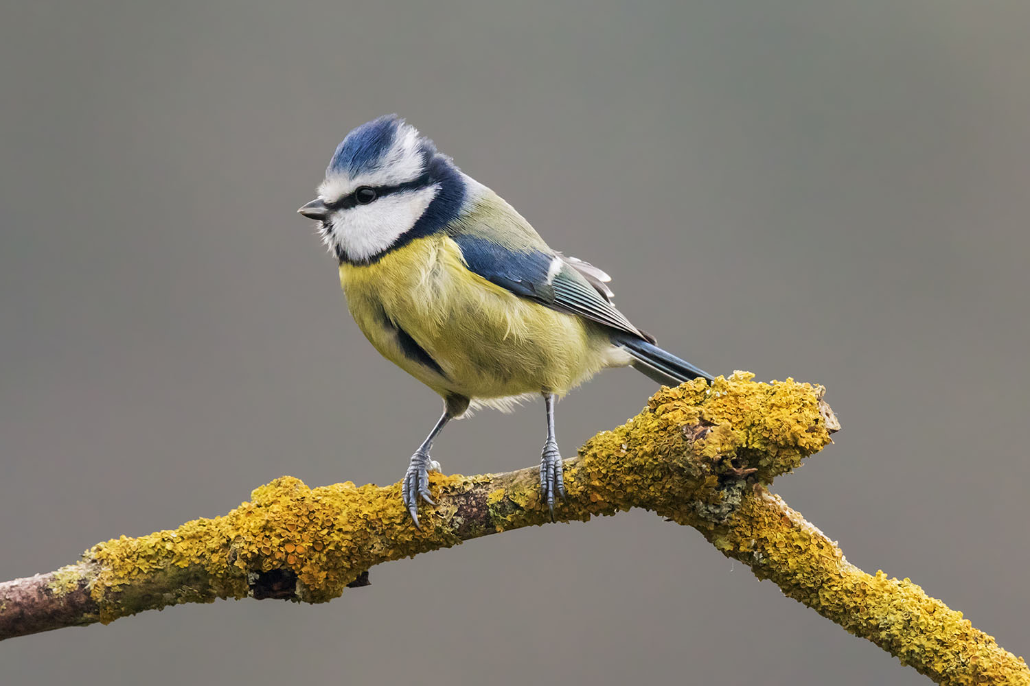 Blue tit perched on a branch