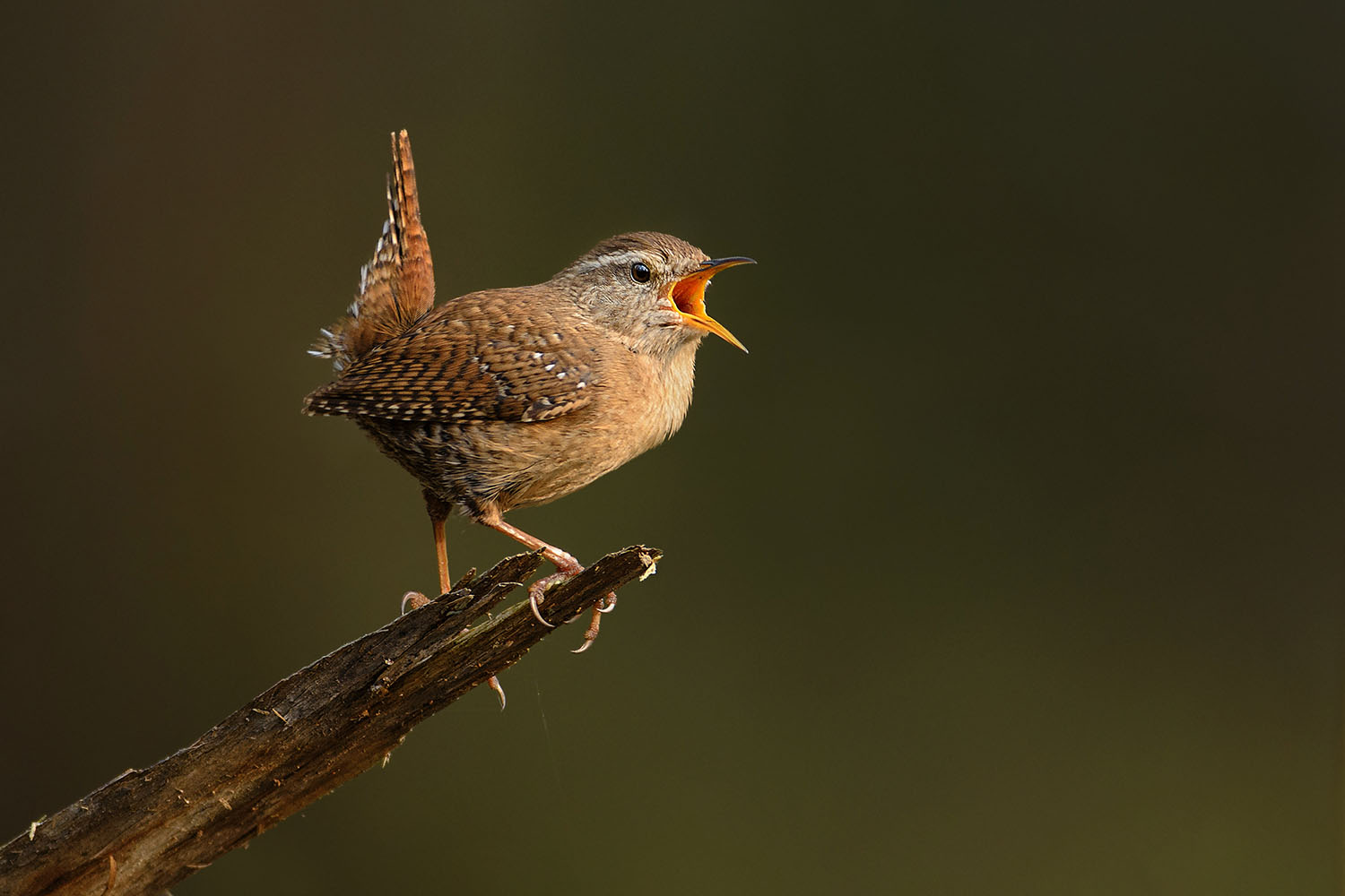 Wren chirping on a tree branch