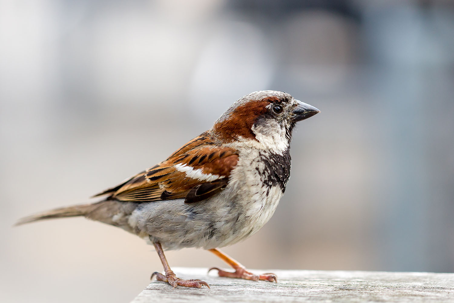 House sparrow on wooden table