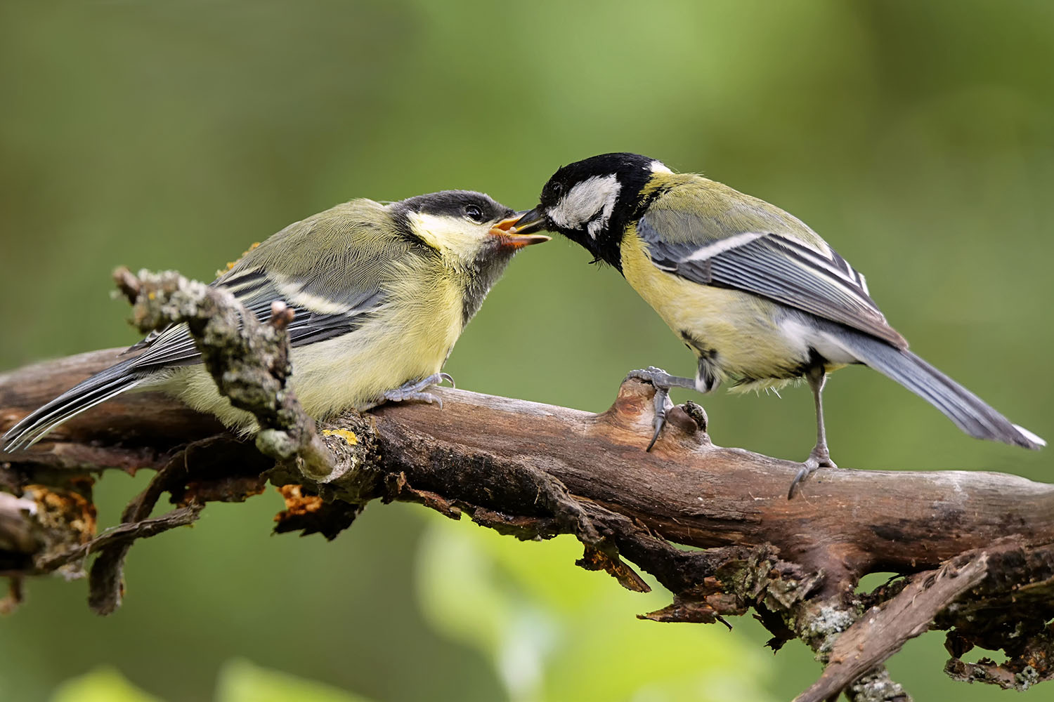 Great tit feeding its baby on branch