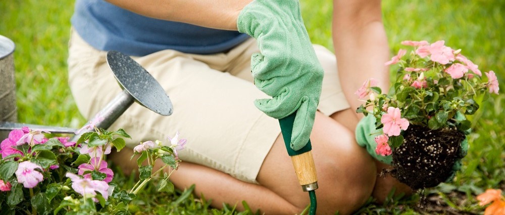 Woman planting pink flowers in garden