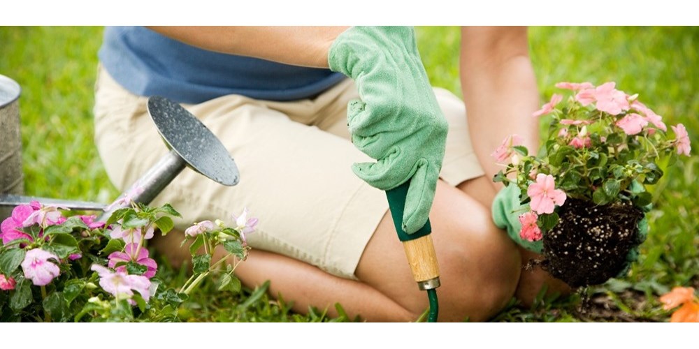 Woman planting pink flowers in garden